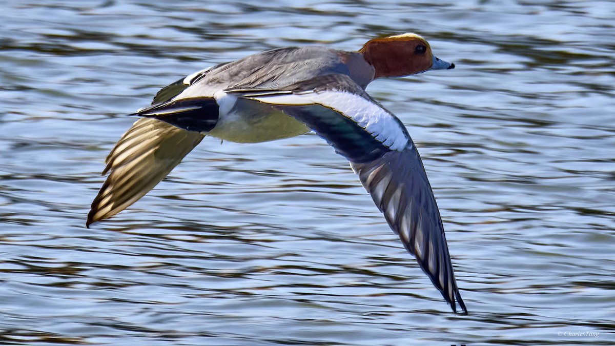 Charles Tang tweet media