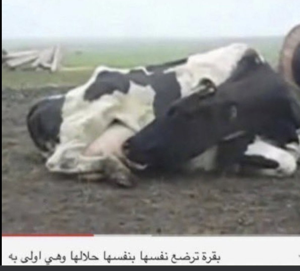 Корова плохо пьет. Жадина говядина корова. Корова пьет молоко. Видео про коров. Много телят.
