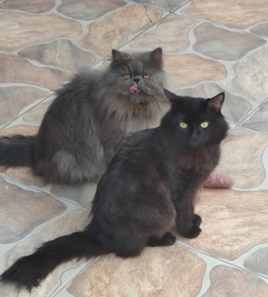 duuzaa's tweet photo. meus amores ♥️🐈‍⬛ https://t.co/PGKT9A6SDj