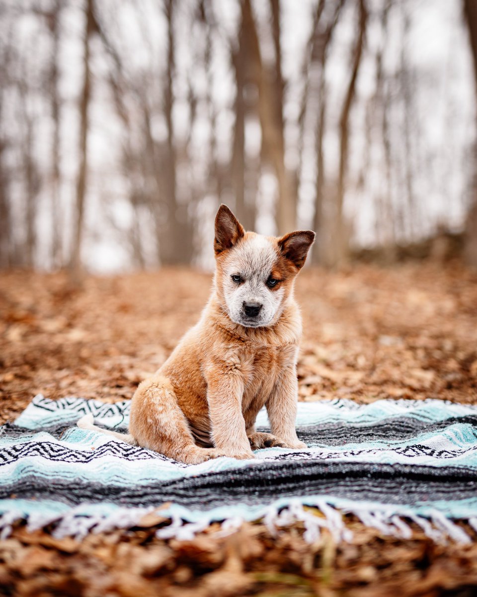 Me trying to understand all things tweeting 🧐 #dogsoftwitter #dogsoftwittercommunity #doggie