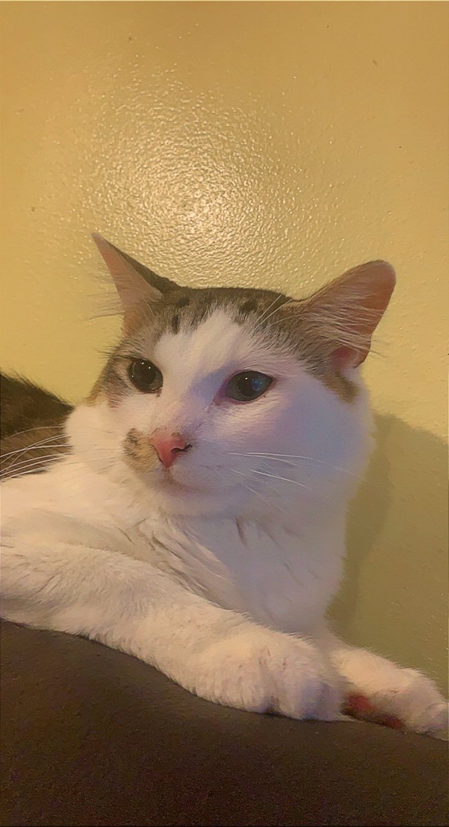 iconicleah's tweet photo. Clover appreciation post 🍀🥺❤️���️❤️

he’s my lucky lil baby https://t.co/72k8Py6O4k