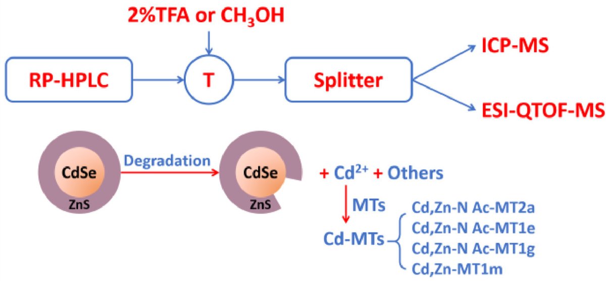 ChinChemLett's tweet photo. Identification of #cadmium containing #metabolites in #HepG2 cells after treatment with cadmium-selenium #QuantumDots. @ELSchemistry 
Read it: https://t.co/Cfl1mReWfk https://t.co/ZcU2lGbPhk