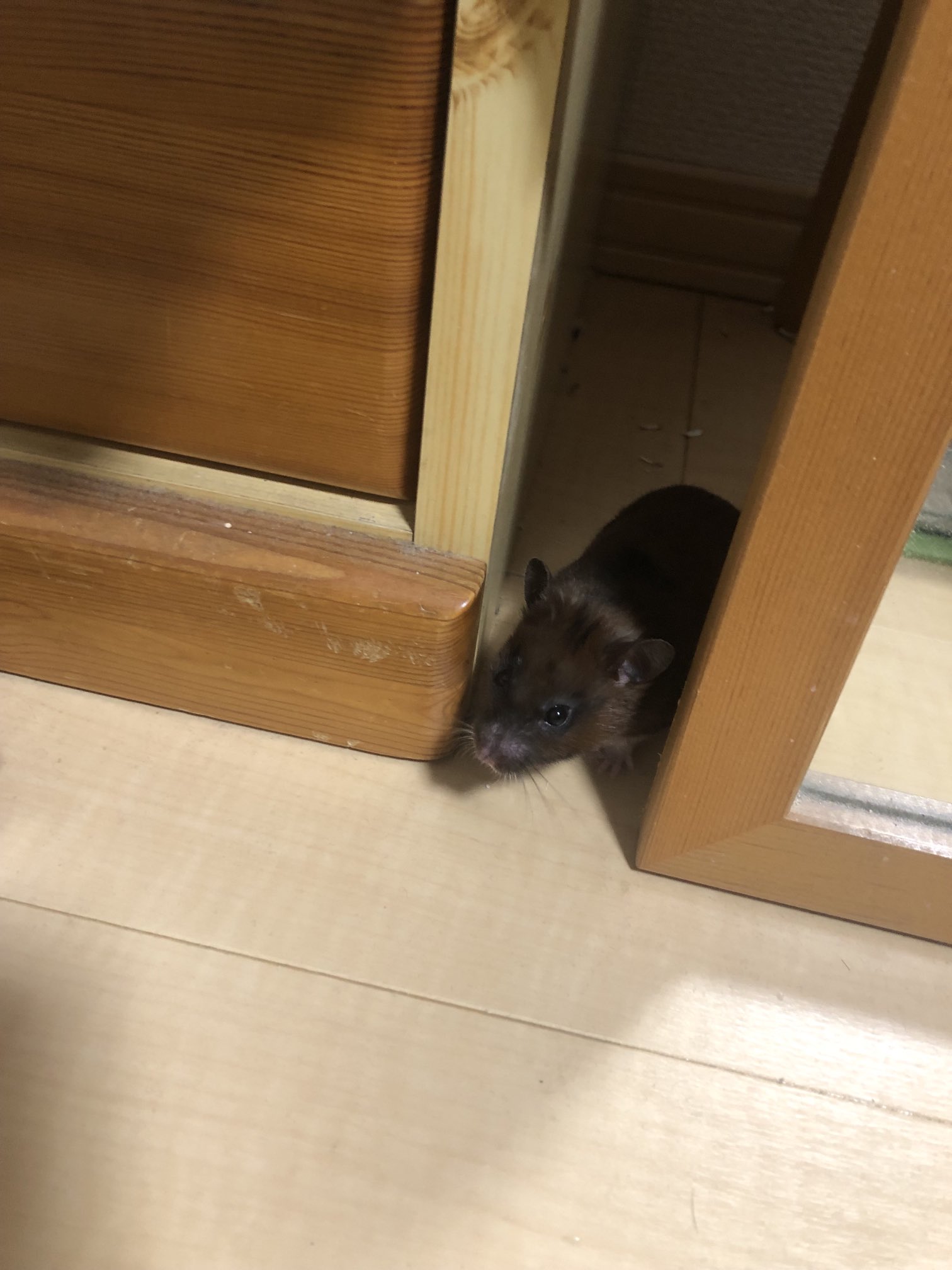 توییتر マナコ در توییتر 子ネズミちゃん T Co 5gxfd4uduf