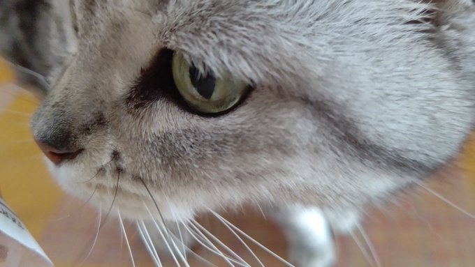 タルト食べてたら寄ってきたねこ 