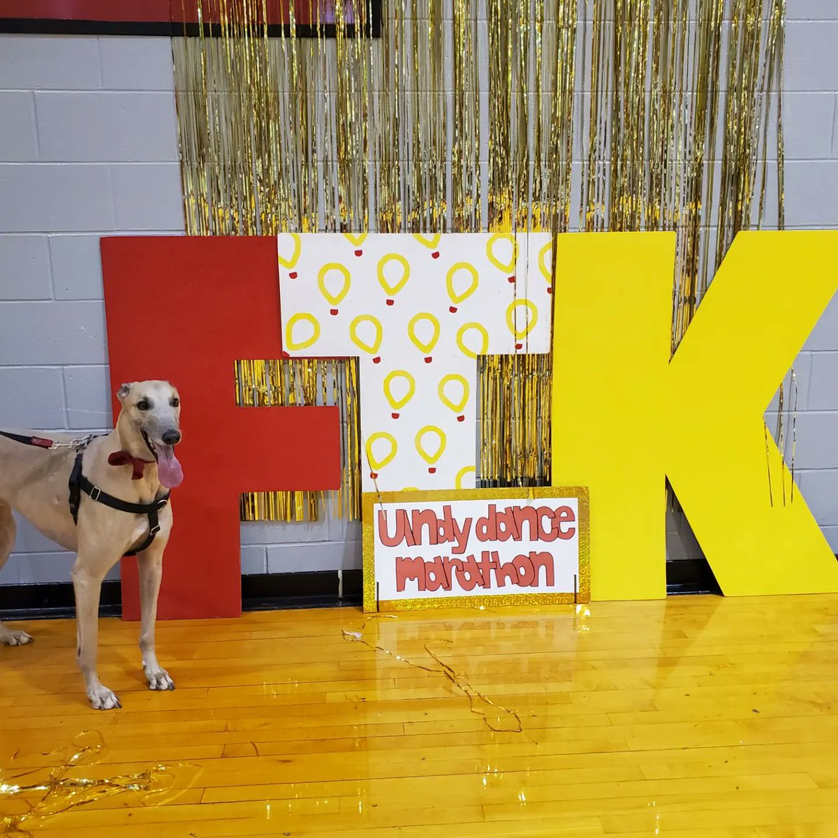 uindyhound's tweet image. Felt like a movie star on the Riley Red Carpet tonight with @UIndyDM! Thank you for such a fun night and for all of your work #ftk! ❤️🐾
#gradypack #rileydm