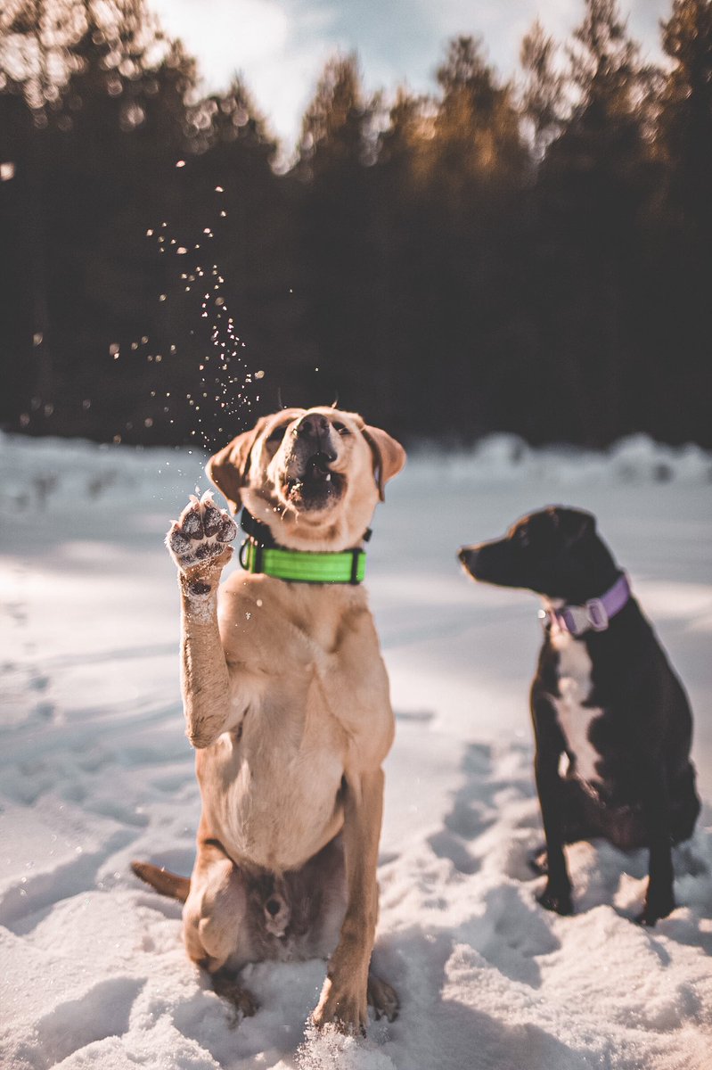 Some Twitter exclusive content for your Saturday. #twittersawitfirst #twitterdogcommunity #dogsoftwitter