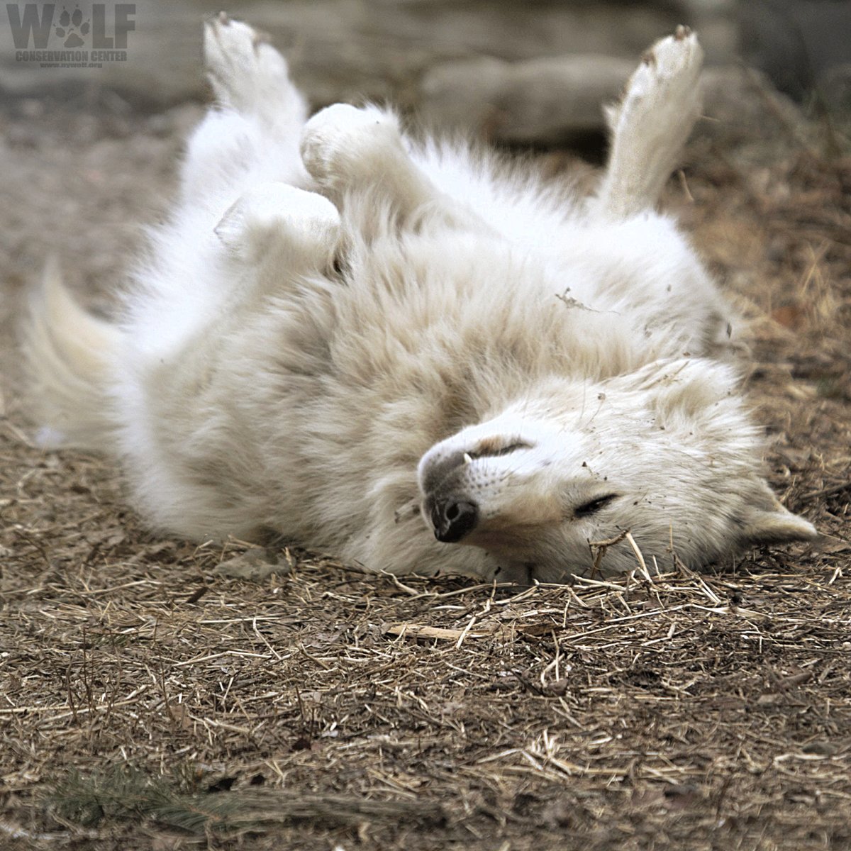 nywolforg's tweet photo. Shh... Sunday in progress 🐺 https://t.co/td50RH9nYa
