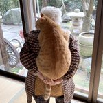 おばあちゃんの背中は？猫背で猫にとっては心地がいい!