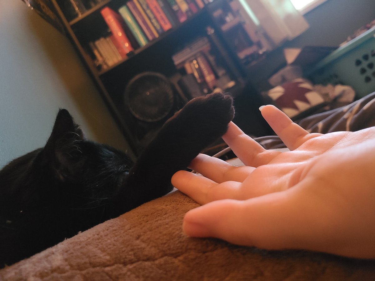 murder_squirrel's tweet photo. #kittytime #P4A2022 Kal likes to fall asleep holding hands https://t.co/Zz0aM0OdYf