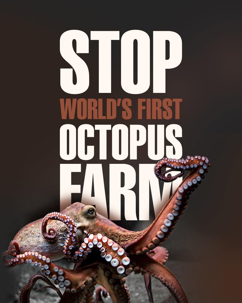 RNBW_WARRIORS's tweet photo. Octopuses are incredible creatures and should be treated with love and kindness, not imprisoned and slaughtered. They should never be stuck inside tanks, raised on farms, eaten, or abused in any way.โ
โ
Sign the petition: https://t.co/mim8HiFnkz ๐๐ https://t.co/YAiQamtNxT