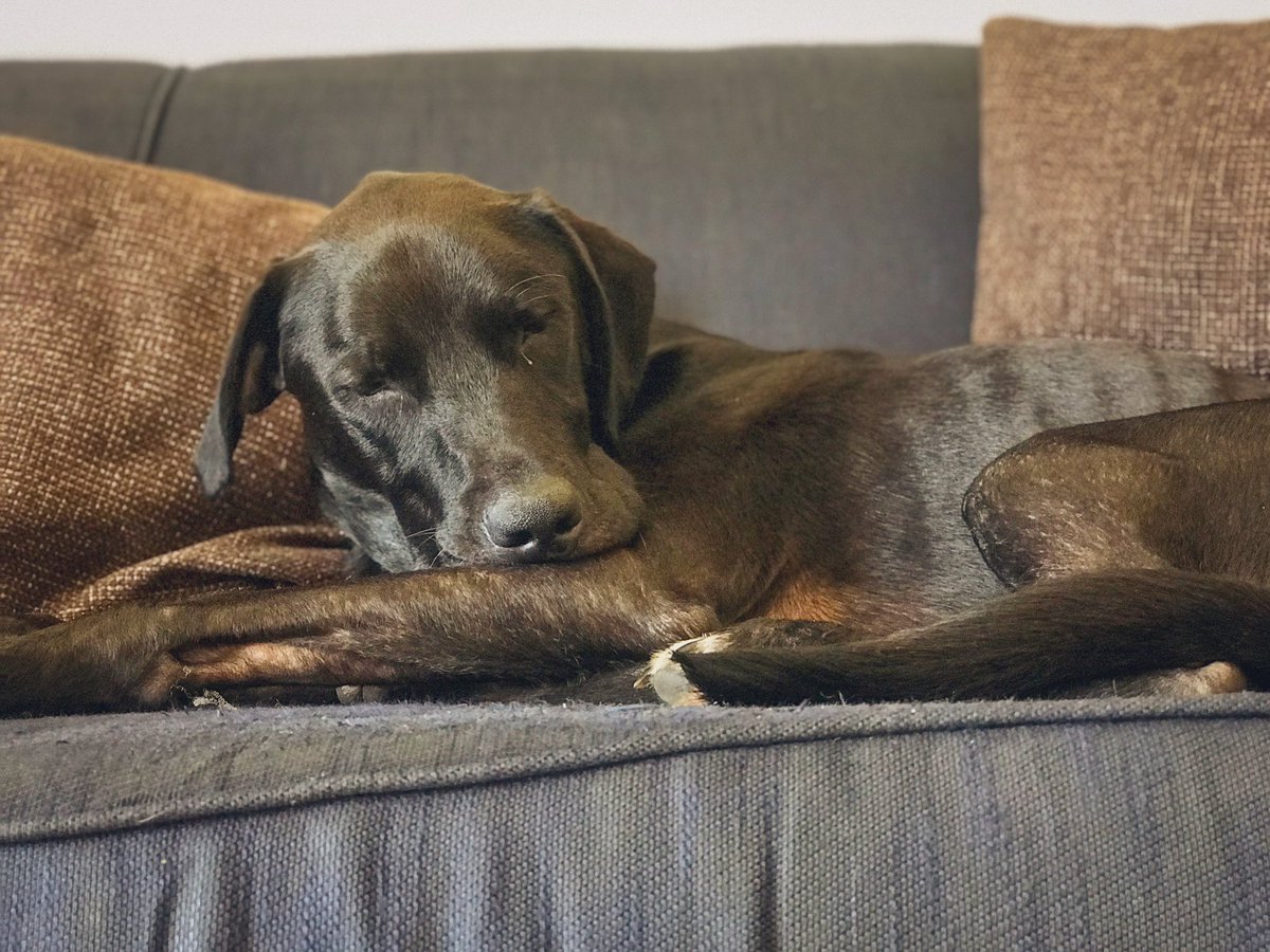 My big girl is home and resting up post surgery. Get better soon Cookie! #dogsoftwitter #dogtwittercommunity