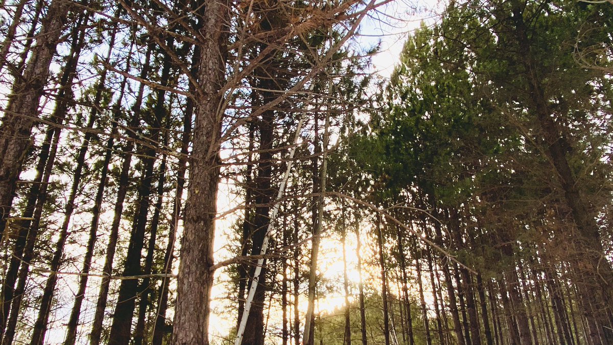 marykkeown's tweet photo. #GoldenHour in the #NickelCity… As fleeting as a subway encounter…
“Celebrate me while I’m here, or forever hold your peace.”
#WinterWalk #FroodForest #SudburyOntario #NorthernOntario #GreaterSudbury #UrbanForest #snow #TracksInTheSnow #SunThroughTheTrees #WinterWoods https://t.co/3tSzNZuPbG