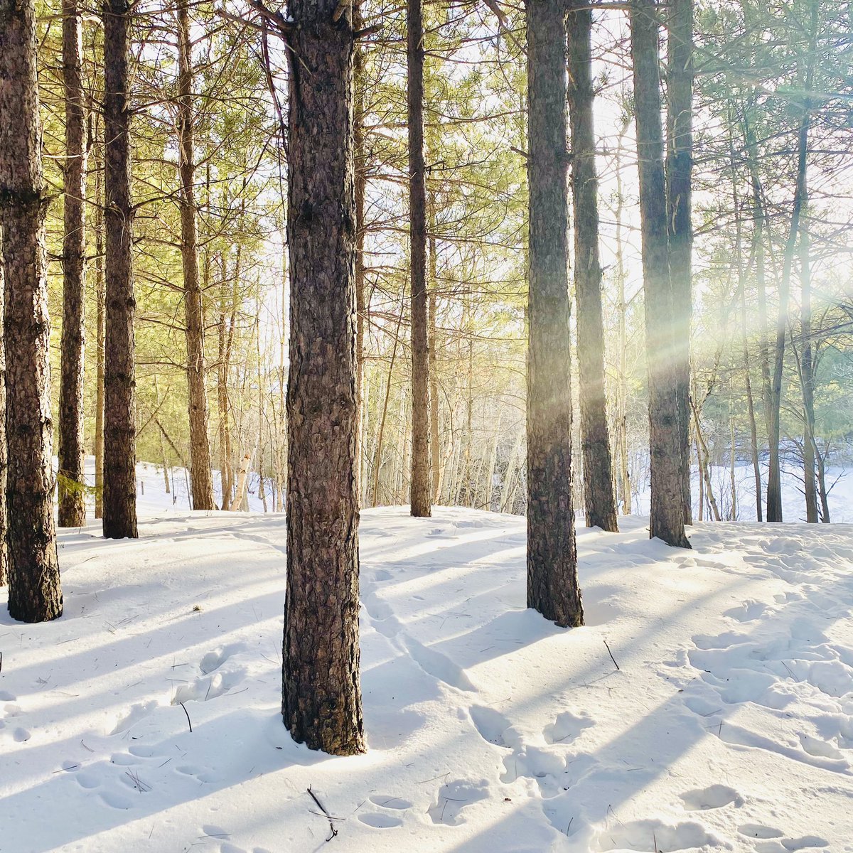 marykkeown's tweet photo. #GoldenHour in the #NickelCity… As fleeting as a subway encounter…
“Celebrate me while I’m here, or forever hold your peace.”
#WinterWalk #FroodForest #SudburyOntario #NorthernOntario #GreaterSudbury #UrbanForest #snow #TracksInTheSnow #SunThroughTheTrees #WinterWoods https://t.co/3tSzNZuPbG