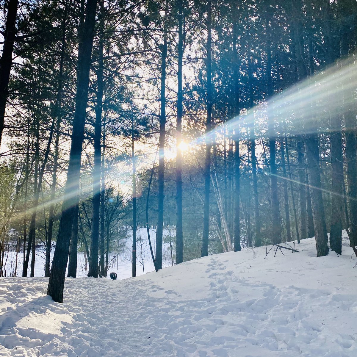 marykkeown's tweet photo. #GoldenHour in the #NickelCity… As fleeting as a subway encounter…
“Celebrate me while I’m here, or forever hold your peace.”
#WinterWalk #FroodForest #SudburyOntario #NorthernOntario #GreaterSudbury #UrbanForest #snow #TracksInTheSnow #SunThroughTheTrees #WinterWoods https://t.co/3tSzNZuPbG