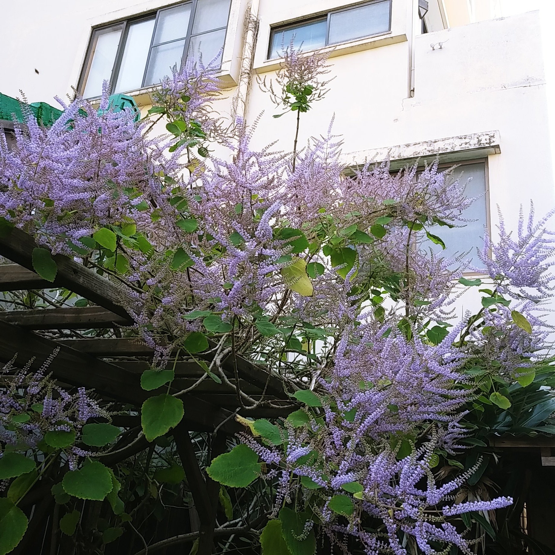 ひばり屋辻佐知子 毎日メイフラワーが美しい この花を眺めながらの一杯は最高だ めちゃくちゃ良い天気ですが 庭はまだしっとり 日の光が入るのが遅い為 それでもまぁビューティフルサンデーですのでひばり屋本日も屋台openいたしました T Co