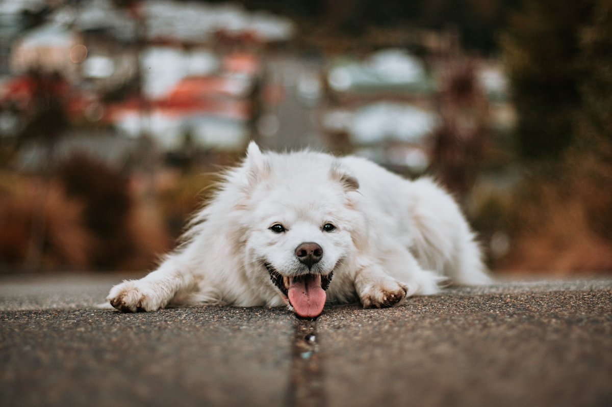 I just got asked to verify our account, presumably because of too much activity. Really feeling like part of the community now #twitterdogcommunity #samoyed #dogsoftwitter