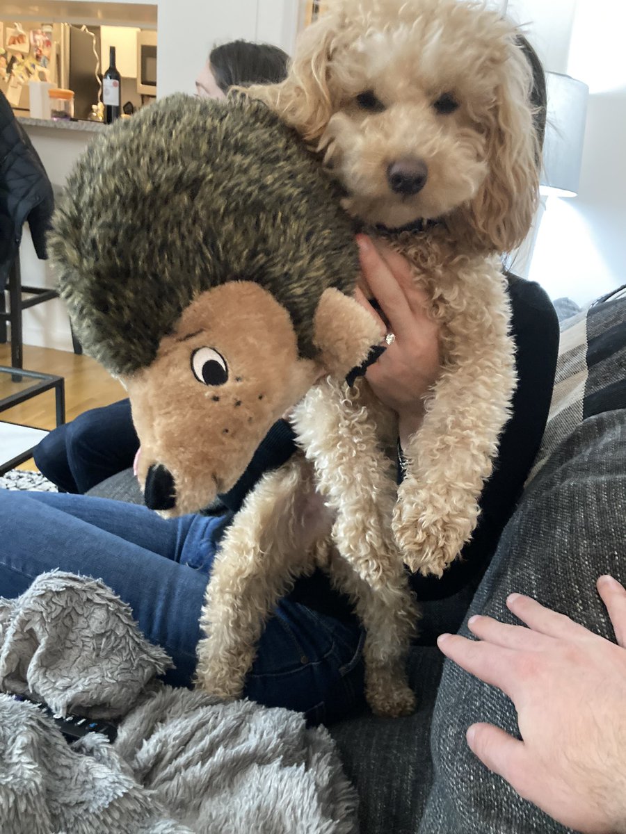 Wally destroyed his second stuffed porcupine (porky) today.. fixed with a a running 0-silk.. best residency accomplishment yet!