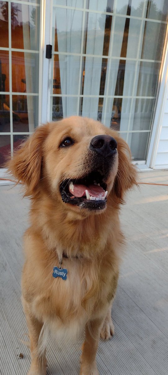 Emilymhurst09's tweet image. My Rusty boy