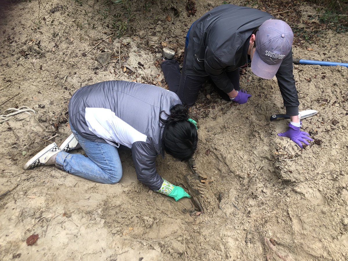 BarrettRose_'s tweet photo. Had an amazing day exhuming an Atlantic Spotted Dolphin and a Common Dolphin at the Bonehenge Whale Center in Beaufort, NC! #CMAST https://t.co/7UEVfIT1er