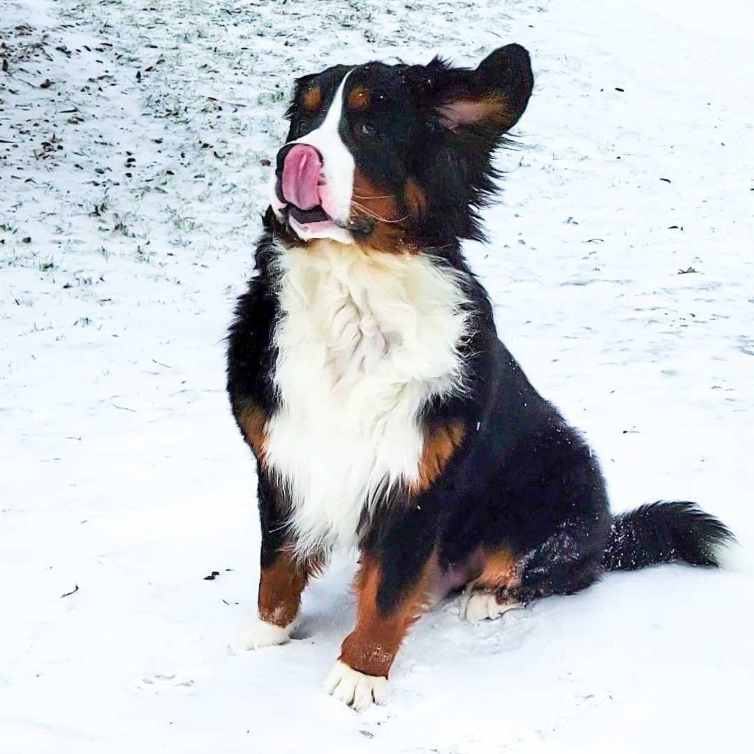 POLOtheBerner's tweet photo. Heard the dogs were heading over to Twitter, so thought we'd come check it out! Will there be treats?
#dogsoftwitter #twitterdogcommunity #bernesemountaindog #berner #polotheberner https://t.co/IJUwYL7m8A
