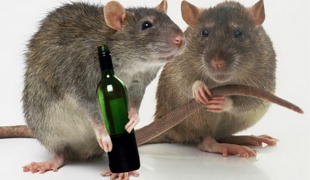 TheRatClan's tweet photo. The Mice Militia drinks LOSER JUICE! But here in the Rat Clan, we sip only the finest WINNER WINE. 🥂🐀 https://t.co/hgqxpedfQ9