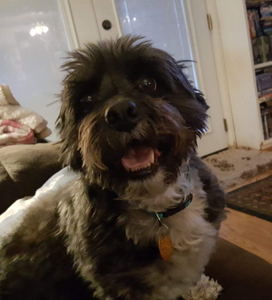 Mutt crossed the rainbow bridge this morning....RIP Mutt #RescueDogs #bestdogever #bighearted #lovedbyall
#heartbroken