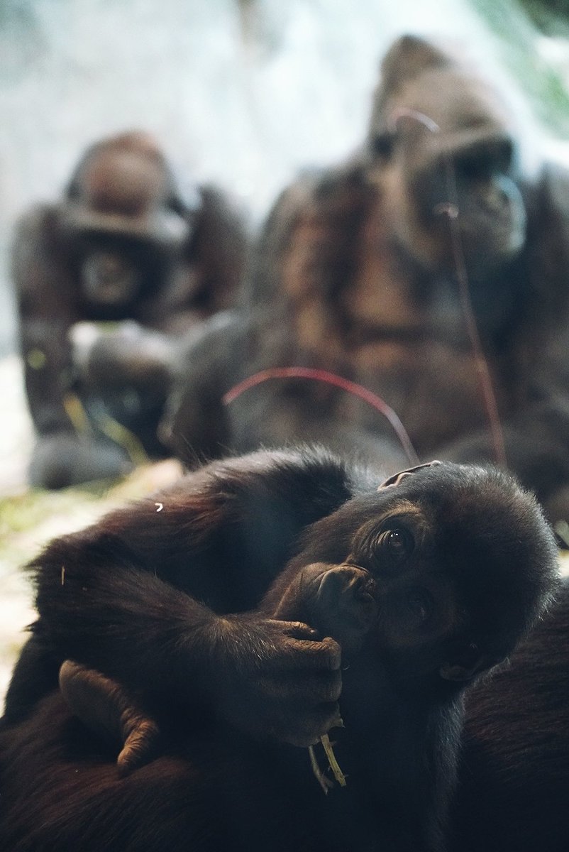 baby monke? baby monke.