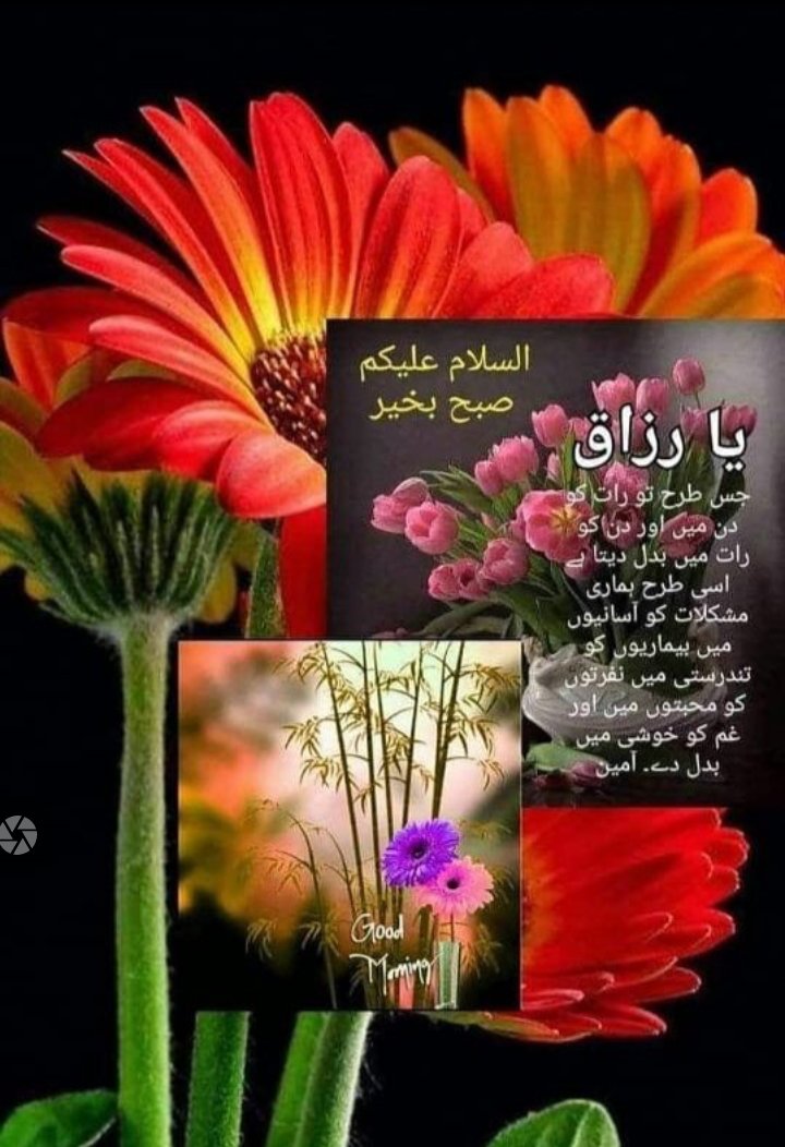 Amal Fatima tweet media