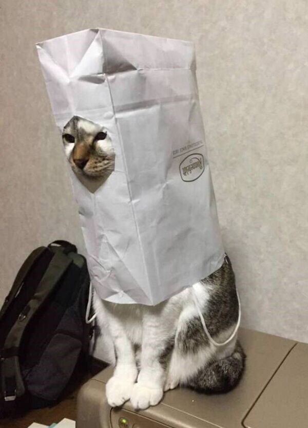 кошка в пакете. пакет с котятами. пакет с котятами. кошачий пакет. кот в пакете.