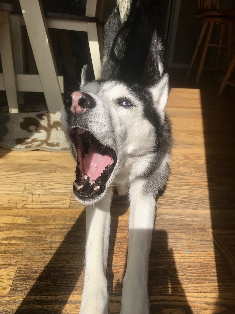 thank you all for interacting with me! we love this community! ❤️

#dogsoftwitter #DogsofTwittter #dogs #dogsofinstagram #yawn