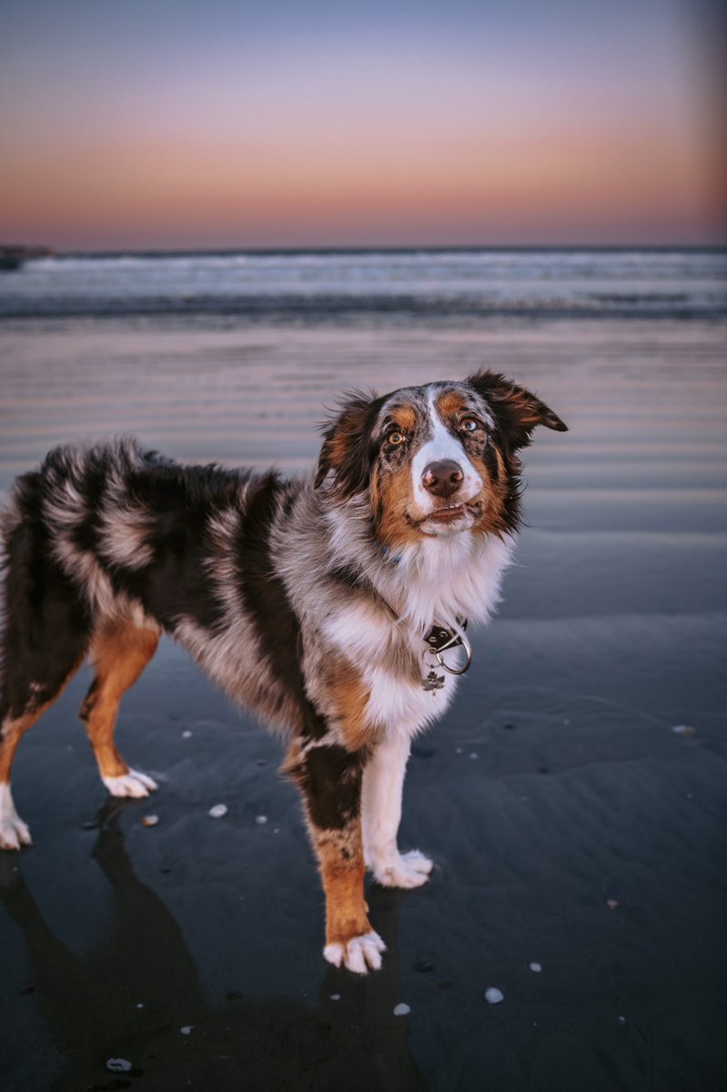 The face you make when you said you weren’t gonna be here but now you’re glad to be here. #twitterdogcommunity #dogsoftwitter #dogsontwitter #australianshepherds