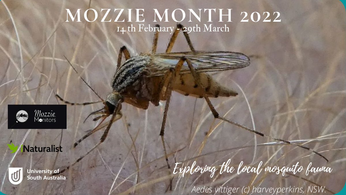 MozzieMonitors's tweet photo. This large Aedes vittiger was observed by (c)harveyperkins, in NSW.
https://t.co/Ud6ltcWcVR
#mozziemonitors #mozziemonth #mozziemonth2022 #citizenscience #inaturalist #mosquitoes #urbanecology #publichealth #wildOz https://t.co/gOcFewPGxZ