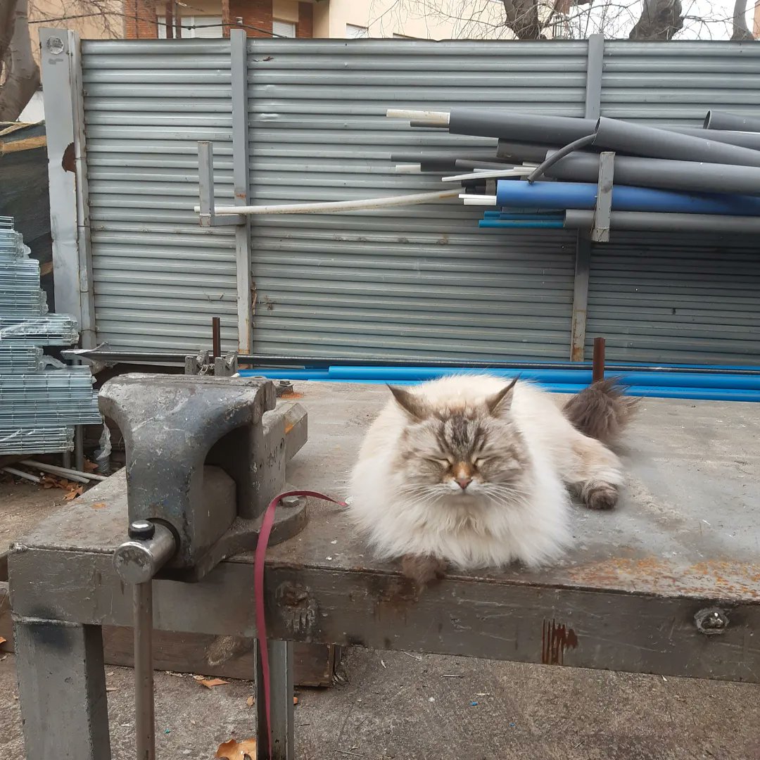 lagatabeth's tweet photo. Took a walk for the first time in a while today. I loved it but two hours in and you need to relax on a work table #yawn #catcomforts #CatsOfTwitter #catsonleashes https://t.co/VMMPB10hmn