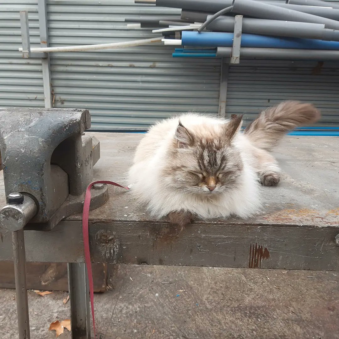 lagatabeth's tweet photo. Took a walk for the first time in a while today. I loved it but two hours in and you need to relax on a work table #yawn #catcomforts #CatsOfTwitter #catsonleashes https://t.co/VMMPB10hmn
