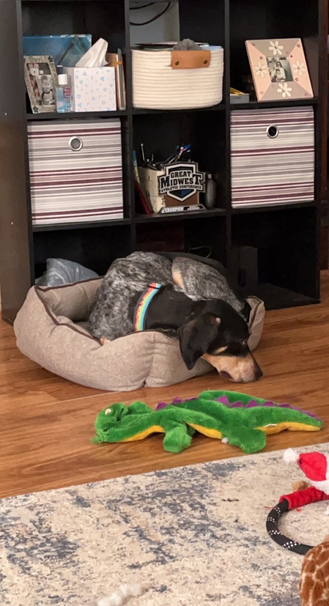 Who’s gonna tell him the bed is a little small? Cuz I’m not.

#twitterdogcommunity #dogsoftwitter #dog #hound