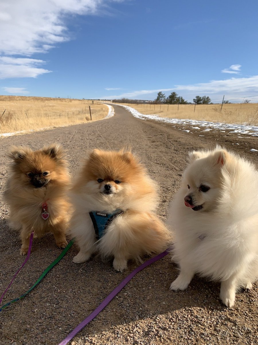 Hi! We are new here and have no clue what we are doing! We are: Mika, Tiago, and Kionay! #DogsofTwittter #dogsofinstagram #doglovers
