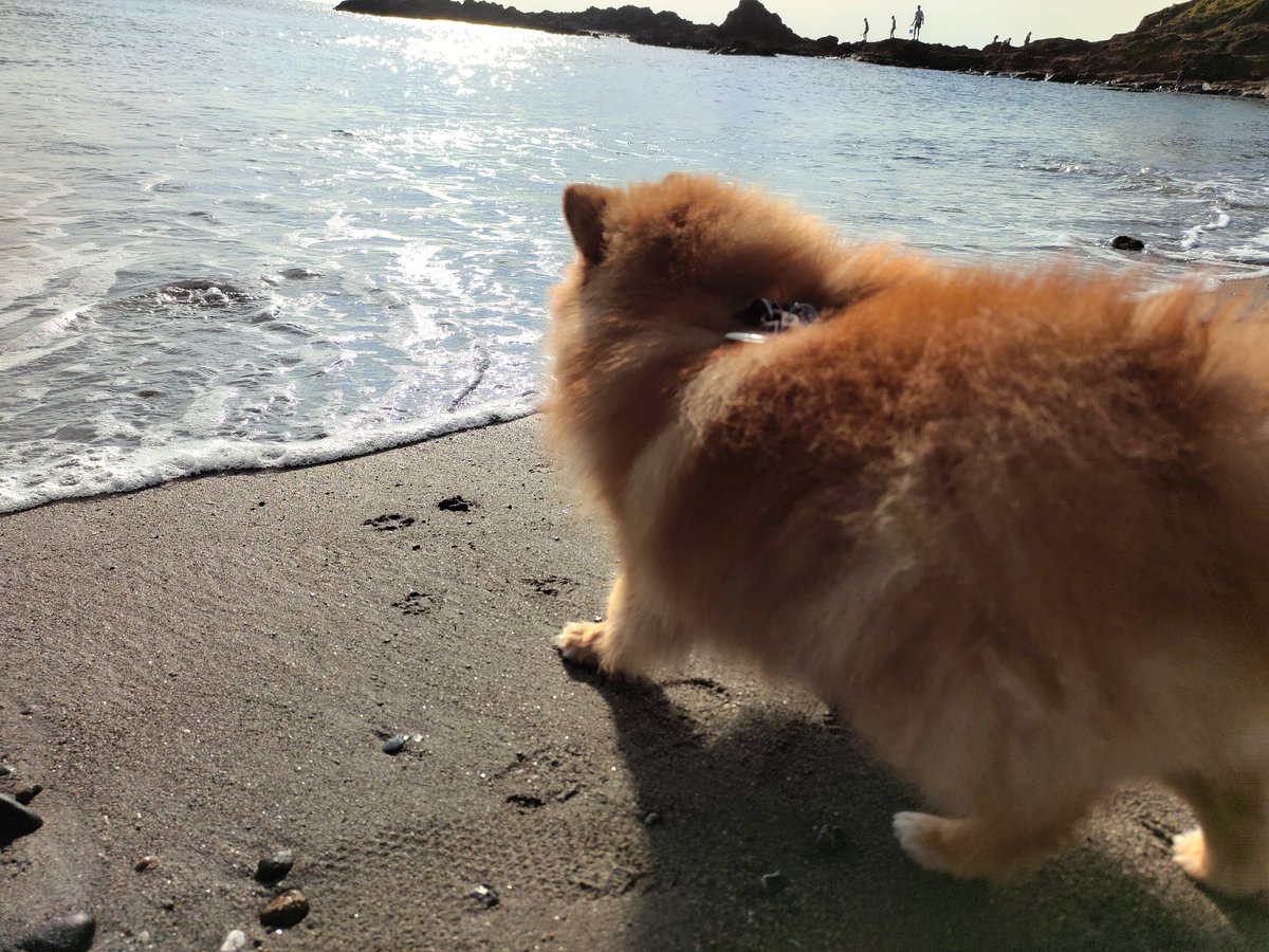 kansukepome's tweet photo. 海が気になるけど、少し怖い勘助
#海　#波　#入りたいけど入れない　#葉山　#海岸　#犬　#旅 https://t.co/9vpoFrbnBB
