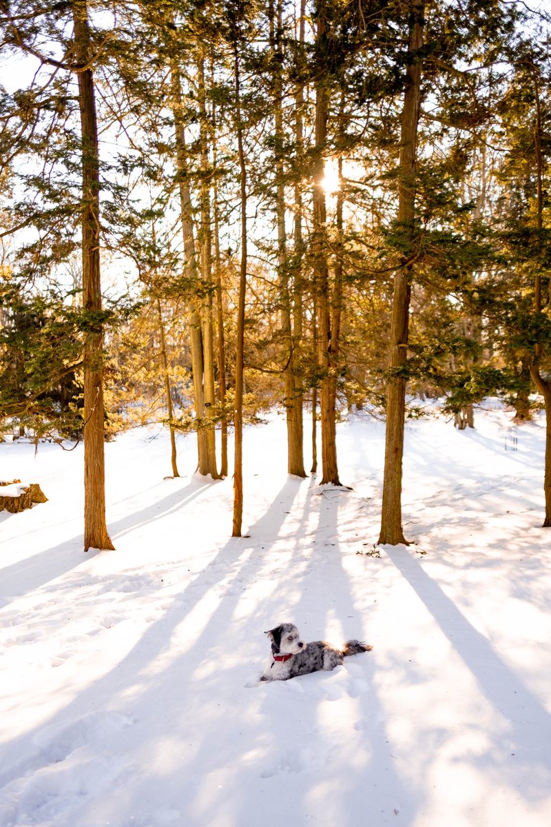 New to twitter and giving this a go! #dogsoftwitter #twitterdogcommunity #dogsofinstagram #dogphotography