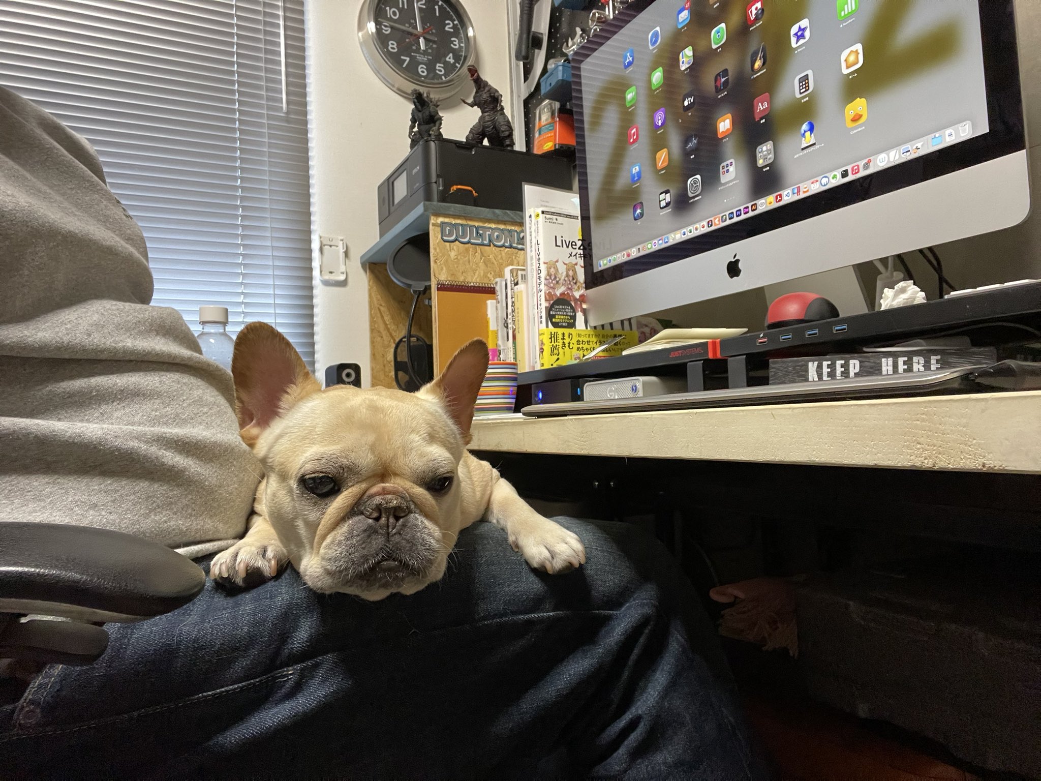 تويتر となりにpノ助さん フレンチブルドッグ家族 على تويتر 飼い主の仕事の邪魔をするのが彼女の仕事です T Co 05y7wvn3zj