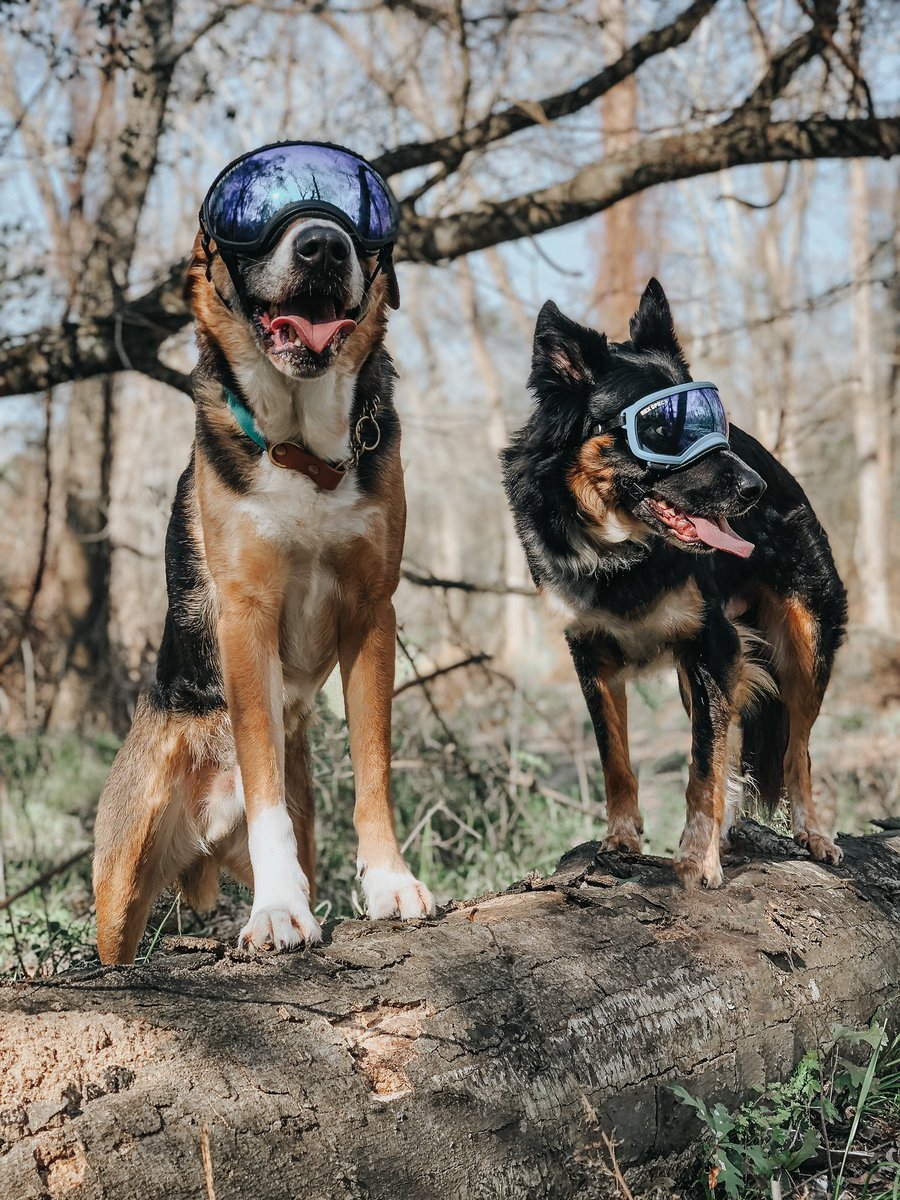 Not a reel or tragically cropped photo in sight ✅ #twitterdogcommunity #twitterdogs #dogsoftwitter #dogs