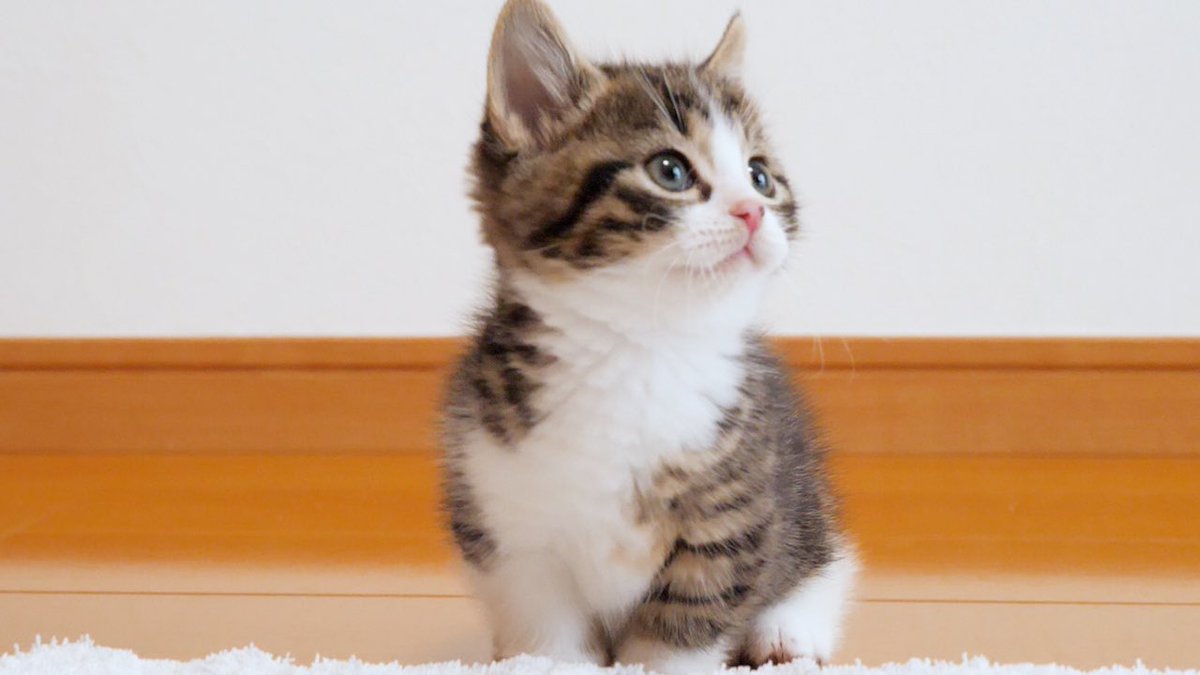TinyKit38353930's tweet photo. わが家に来たばかりの子猫がかわいすぎるのだが... https://t.co/7U9L35VgIF