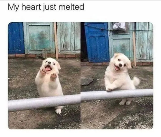 WholesomeMemes (@wholesomememe) on Twitter photo 