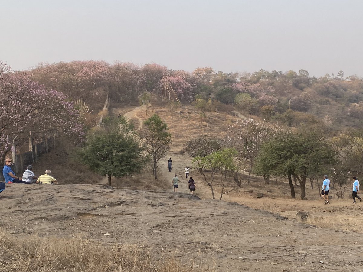marathe's tweet photo. 4.5 miles hike through the hills of Vetal Tekdi, Pune.
The hills are now resplendent with cherry blossom like blossom; it’s gorgeous!
#pune #vetaltekdi #पुणे https://t.co/YqzHfWkmMx