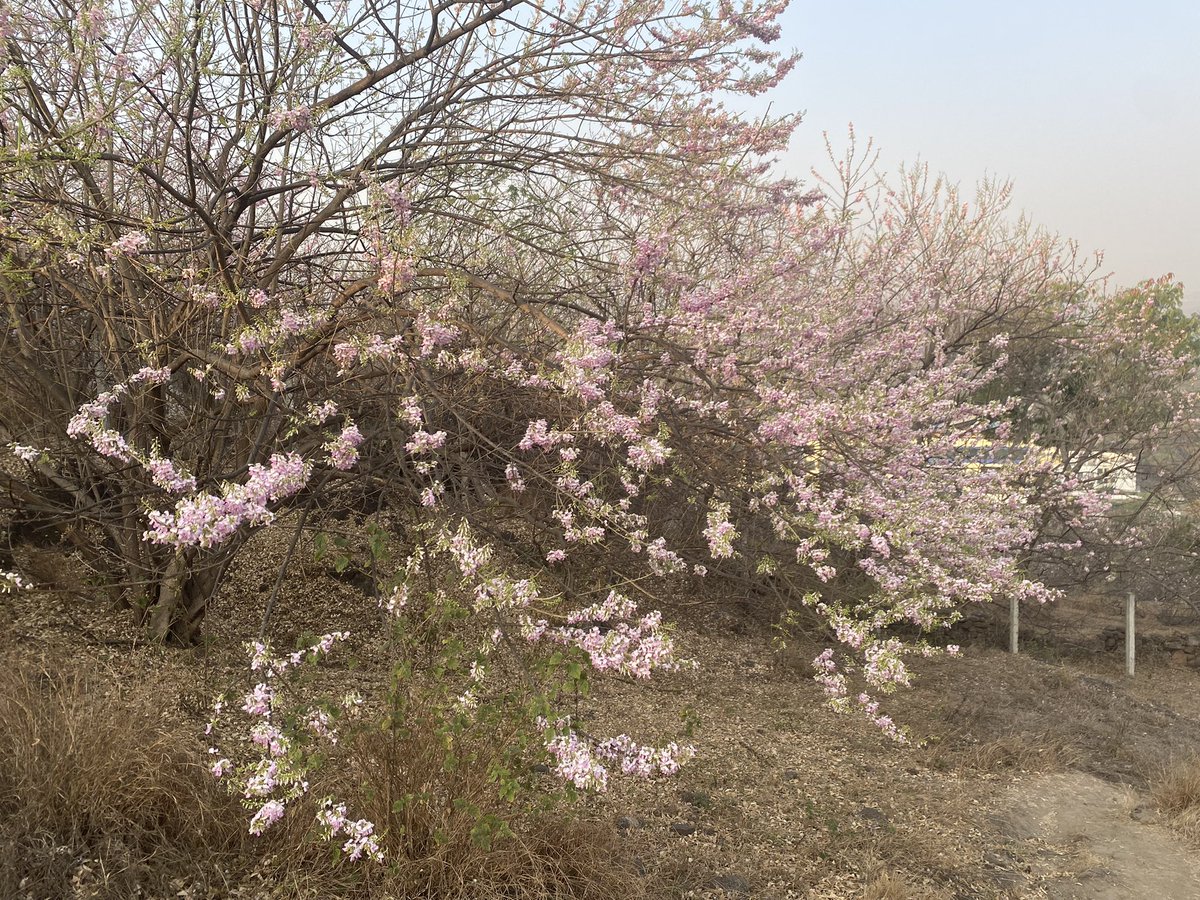 marathe's tweet photo. 4.5 miles hike through the hills of Vetal Tekdi, Pune.
The hills are now resplendent with cherry blossom like blossom; it’s gorgeous!
#pune #vetaltekdi #पुणे https://t.co/YqzHfWkmMx