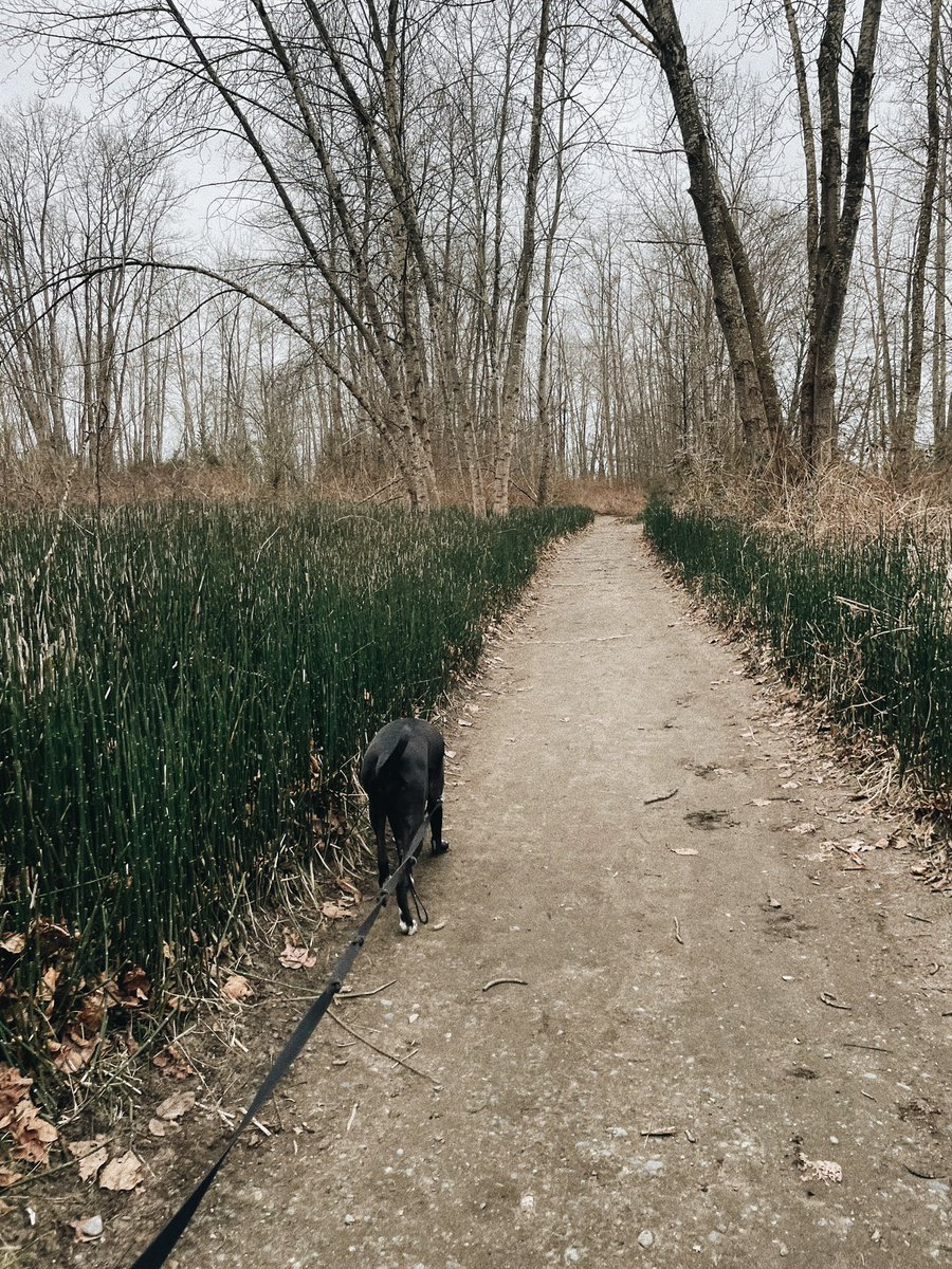 Today’s sniffari adventure 🥰 #dogsoftwitter #twitterdogs