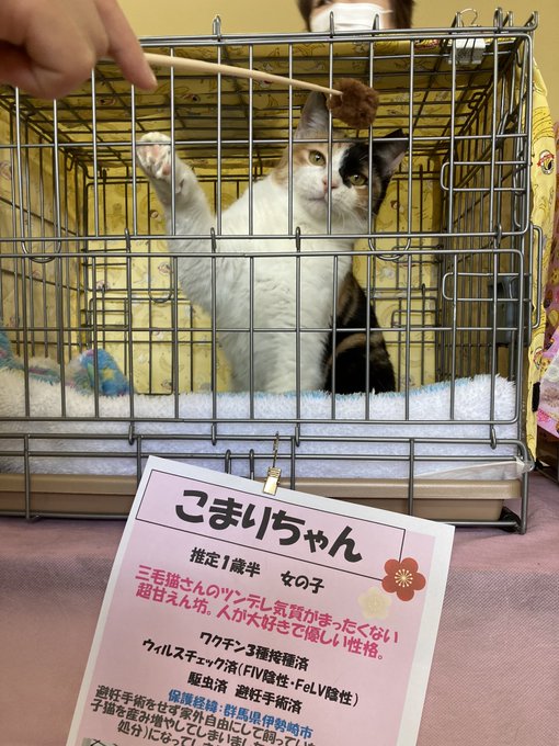 猫ちゃんを探せ 一般社団法人 彩の猫