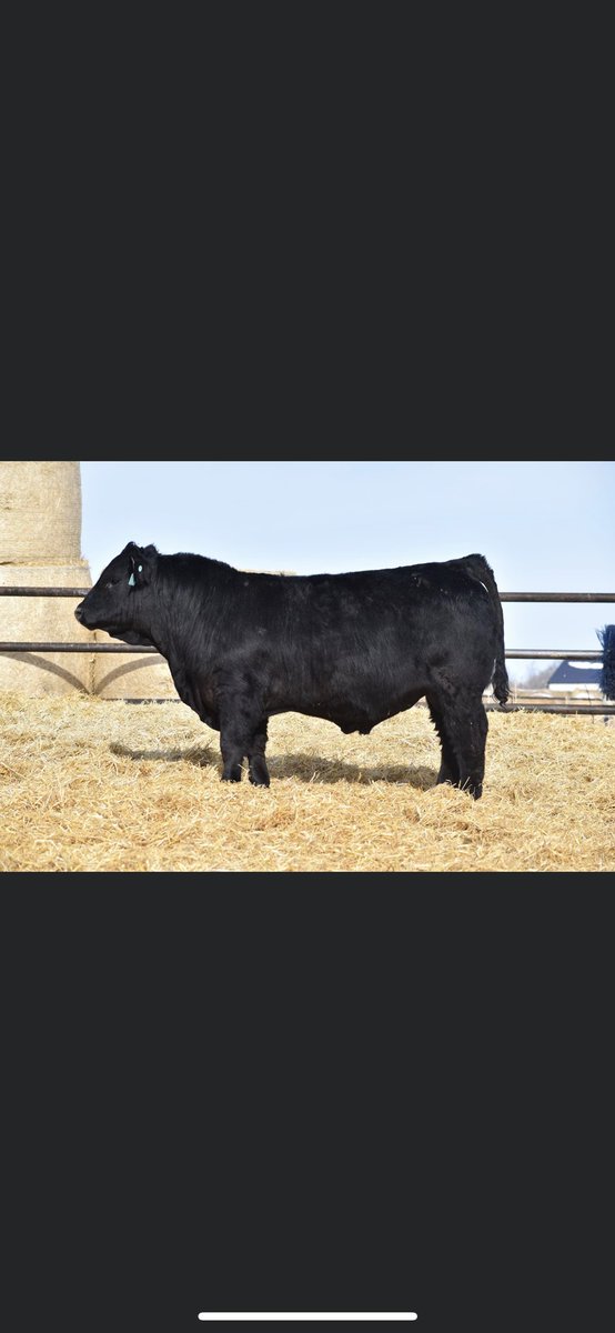 jacecattle's tweet photo. Finally got the bulls pictured today. They sell March 5th at the farm at Botha AB. #gelbvieh #balancer #angus #bullsale https://t.co/MUA2BgPeaG