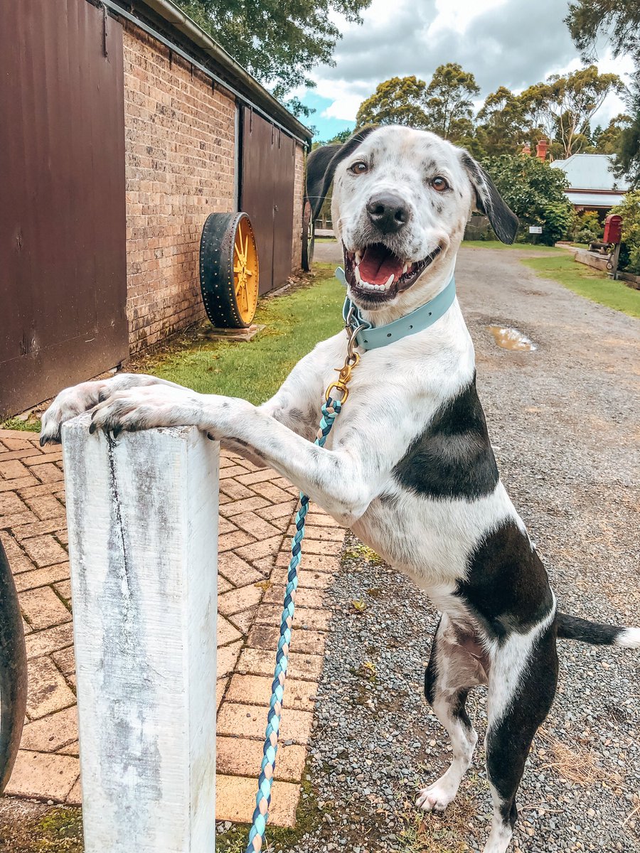 hey twitter👋🏼 i’m tash &amp; this is my happy lil dude Keeper 🐶💕 we’ve just made the big move over here from the gram, along with, what seems like, the whole of the dog community 😅 hoping to make some awesome new friends in this wonderful dog world 🙌🏼 #dogsoftwitter #DogCommunity