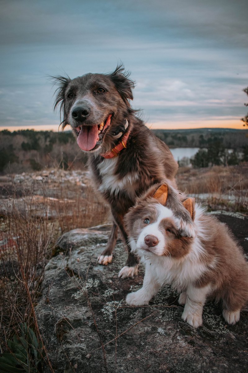 Let’s go girls💗
#twitterdogcommunity #DogsofTwitter