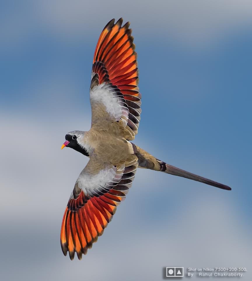 KB1997_'s tweet photo. NAMAQUA DOVE, in flight
#Nalsarovar, #Gujarat 
Jan 2022 (Rahul Chakraborty)

Found Sub-Saharan Africa &amp; Arabia. Singly, open country. Vagrants Gujarat (2021/22), Pak (Oct 2016)

#birds #birding #nature #BirdsSeenIn2022 @Avibase @BBCEarth #IndianBirds @OrnithoPakistan #BirdTherapy https://t.co/lGgGXYWT2H